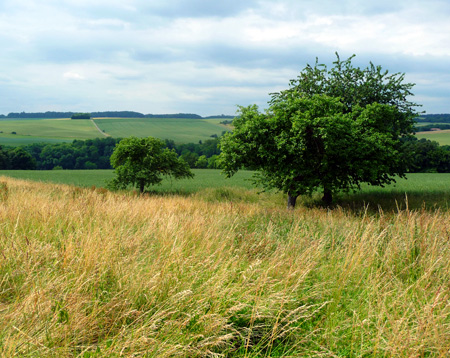 Felder und Wiesen